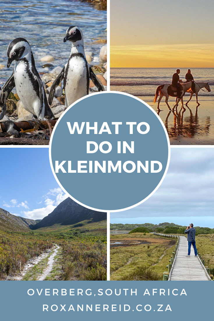 Visiting the Overberg and looking for things to do in Kleinmond? We have you covered with everything from the hiking and birding in Kogelberg Nature Reserve, Rooisand Nature Reserve and Kleinmond wild horses to Kleinmond beach, Kleinmond lagoon, Kleinmond Harbour Road, Kaleinmond restaurants, Kleinmond accommodation and whalewatching. Visit the Stony Point penguin colony, Harold Porter Botanical Garden or go sandboarding.