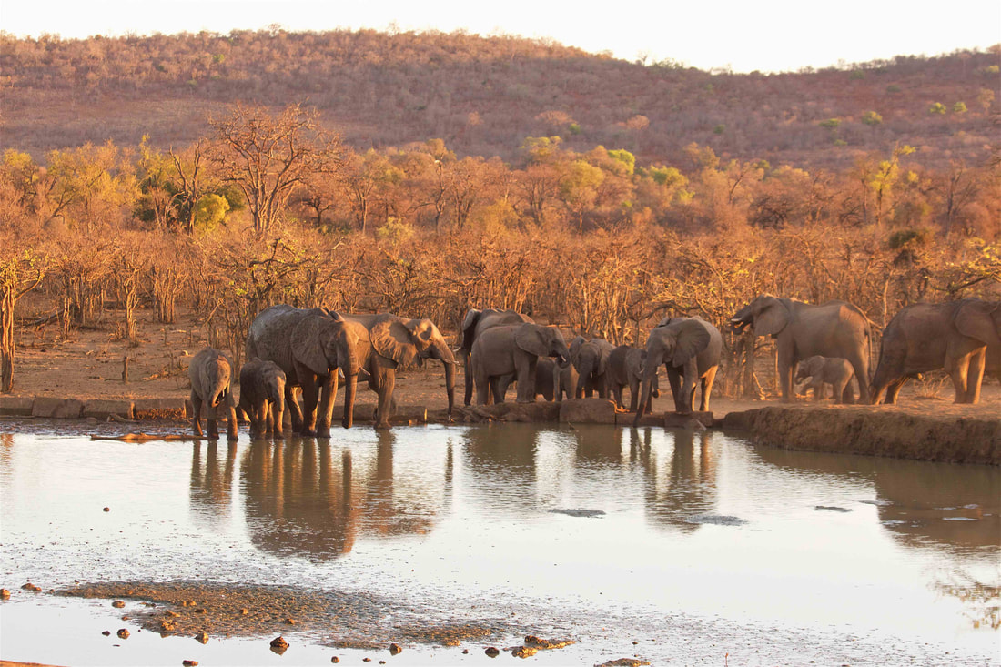 Elephant drinking near Punda Maria, Kruger National Park