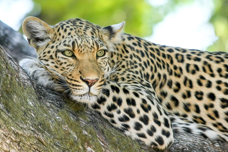 Game reserves in KZN for a South African safari
