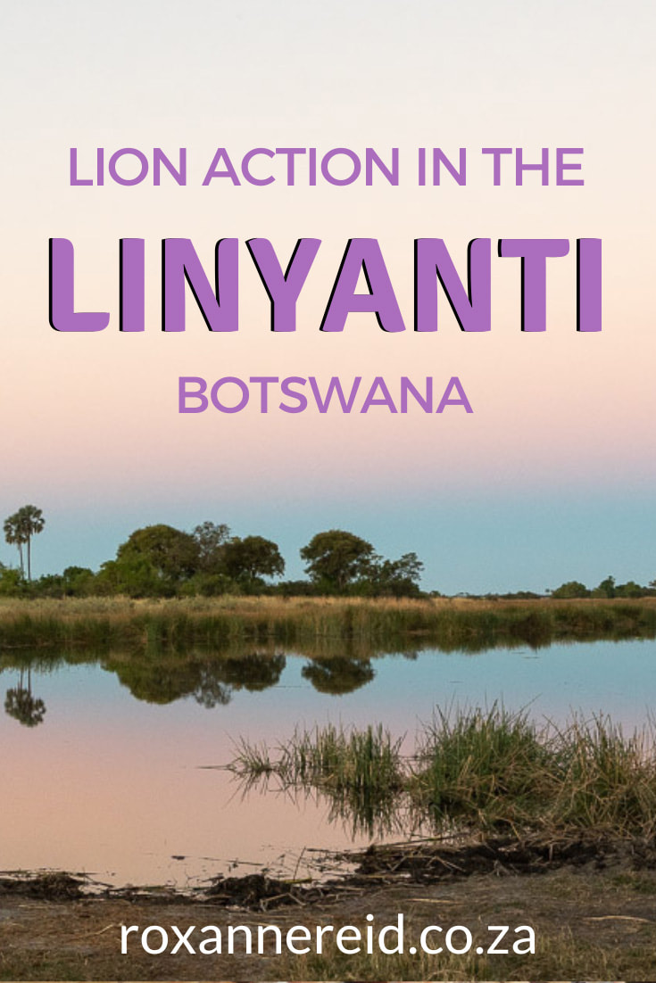 The raw power of lions on safari in the Linyanti, Botswana