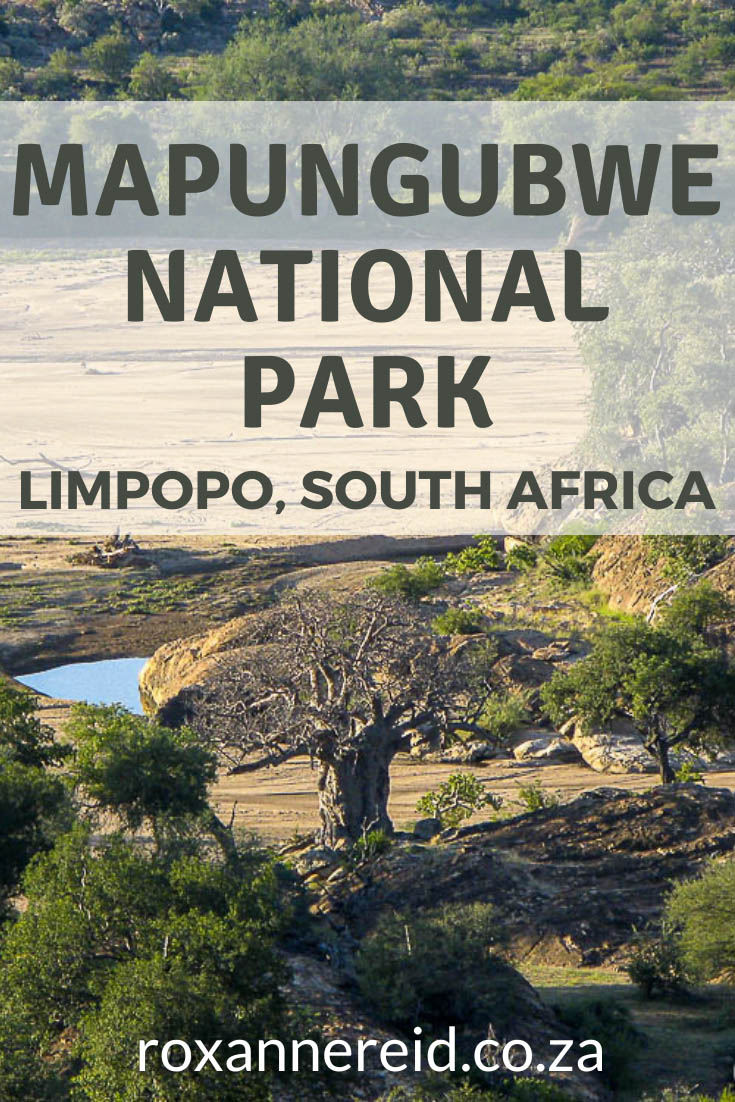 Visiting Mapungubwe National Park? Find out things to do and everything you need to know, from Mapungubwe accommodation like Leokwe Camp, Mazhou Camping site, Tshugulu Lodge, Vhembe Camp and Limpopo Forest Camp. Learn about Mapungubwe heritage site, Mapungubwe history and why Mapungubwe Hill is so culturally important. Visit this UNESCO World Heritage Site, join a guided drive to see wildlife, do a heritage tour, walking trail, birding. 