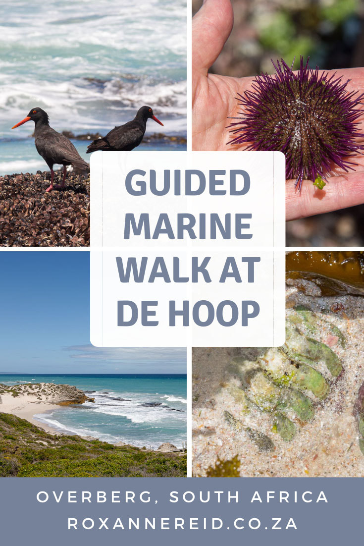 Visiting the De Hoop Nature Reserve in the Cape Overberg of South Africa? Find out why you do not want to miss a guided, interpretive marine walk at De Hoop Nature Reserve to meet all the fascinating creatures of the rock pools at low tide. #DeHoop #rockpools