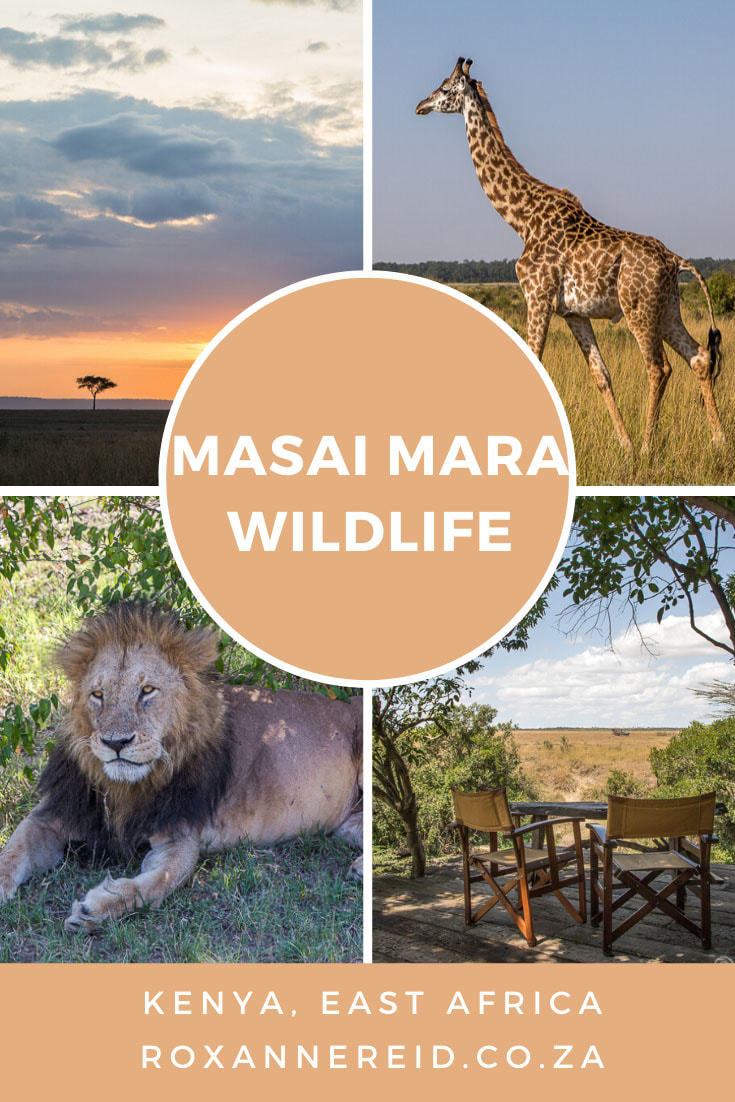 Wildlife sightings in the Masai Mara National Reserve #safari, Kenya
