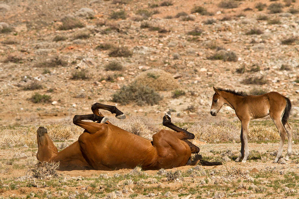 Wild horse and foal, Aus, Namibia