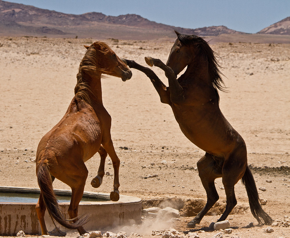 the wild horses of Aus in Namibia