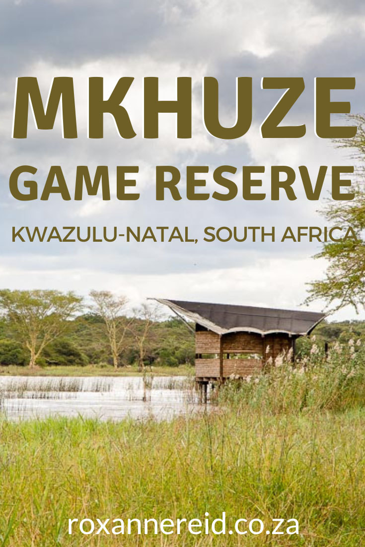 Visiting Mkhuze Game Reserve in northern KwaZulu-Natal, South Africa? Here’s all you need to know before you go. Things to do at Mkhuze Game Reserve include birding, guided drives and walks, self-drive game drives to see the Big 5, wild dog, giraffe and suni, spending time in superb game hides, and picnic stops. See yellow fever trees and sycamore figs, go swimming, stay at thatched Mkhuze Game Reserve accommodation.