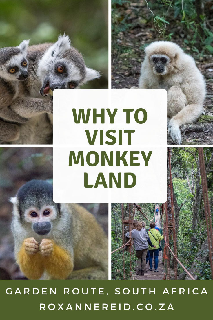 Why to visit Monkeyland near Plettenberg Bay on the Garden Route, South Africa
