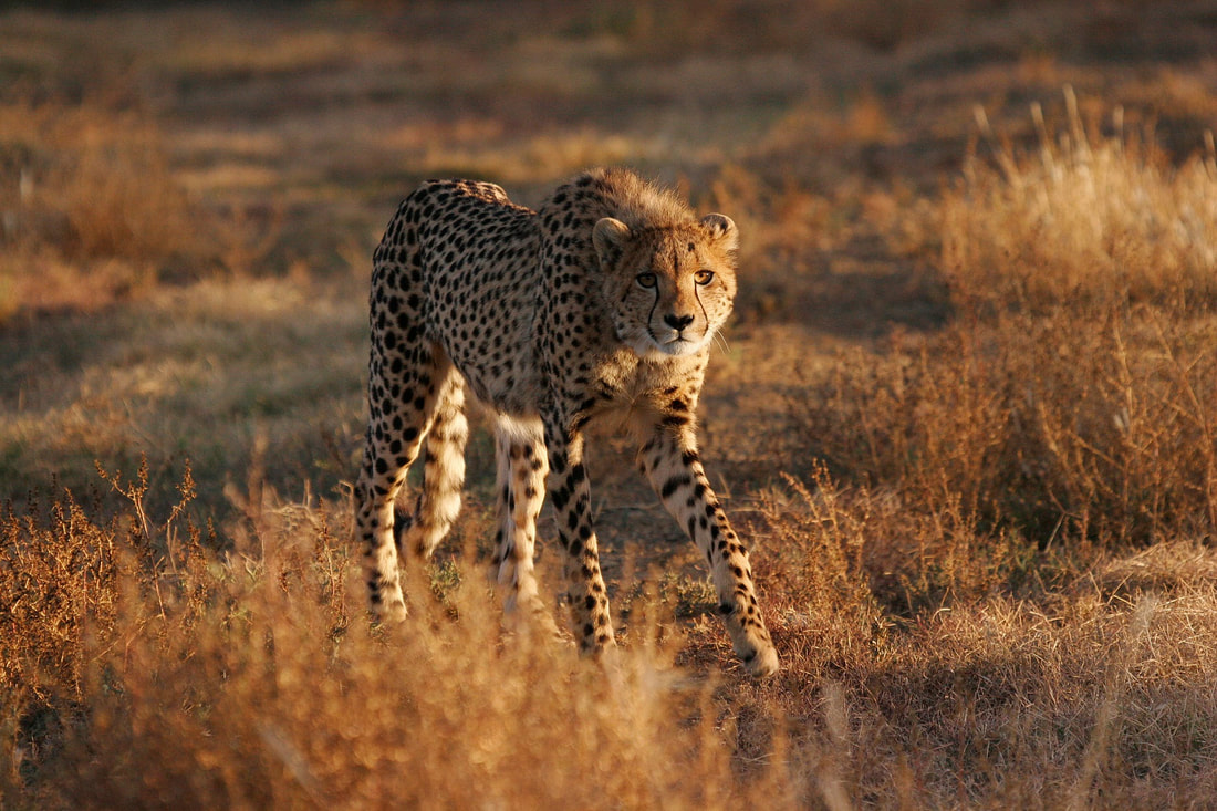 Cheetah tracking in the Mountain National Zebra Park in the Karoo, SouthAfrica