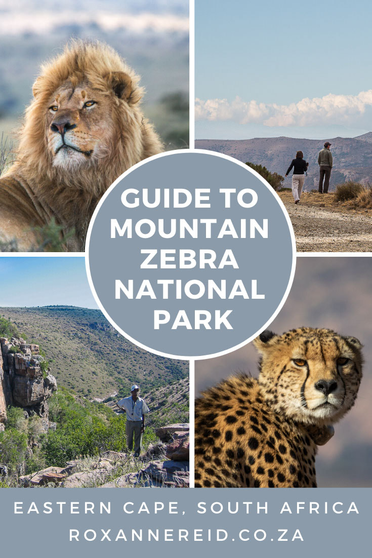 Beginner's guide to the Mountain Zebra National Park, Eastern Cape #SouthAfrica #safari #travel