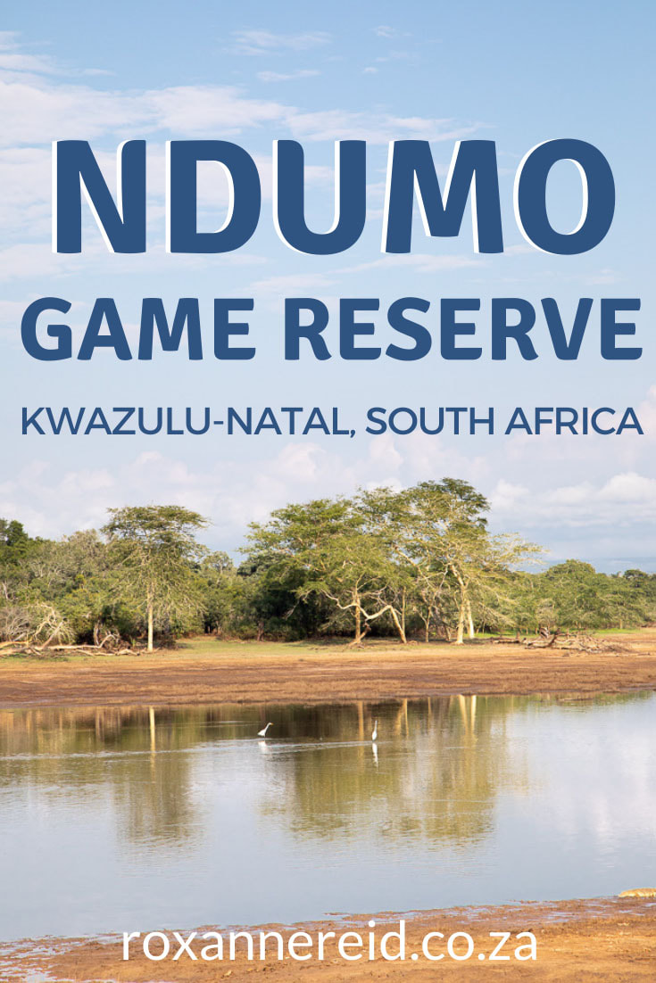 Are you planning to visit Ndumo Game Reserve on the border between KwaZulu-Natal in South Africa and Mozambique? Find out all you need to know about this remote and beautiful destination. Things to do at Ndumo Game Reserve include birding, guided drives and walks, self-drive game drives, seeing animals like hippo, croc, giraffe and suni, and stretching your legs at bird hides and picnic stops. See yellow fever trees and sycamore figs, go swimming, or visit the Big 5 Tembe Elephant Reserve just 40km away. Stay at delightful thatched Ndumo Game Reserve accommodation or at the campsite. 