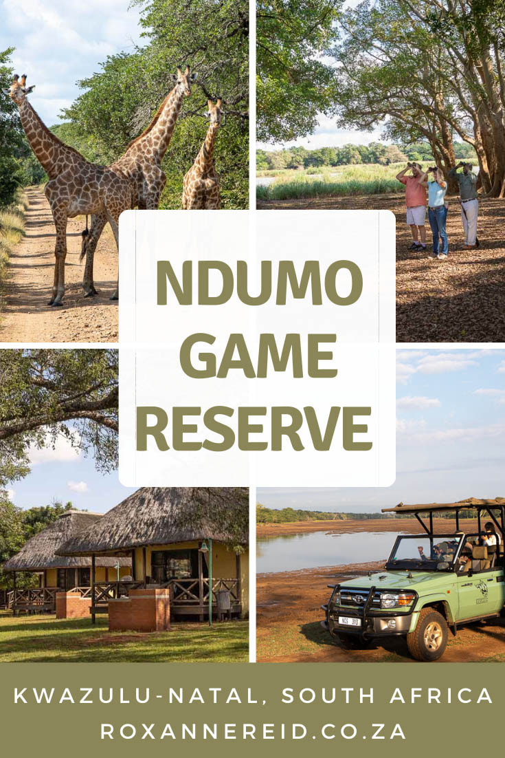 Visiting Ndumo Game Reserve on the border between KwaZulu-Natal in South Africa and Mozambique? Find out all you need to know about this remote and beautiful destination. Things to do at Ndumo Game Reserve include birding, guided drives and walks, self-drive game drives, seeing animals like hippo, croc, giraffe and suni, and stretching your legs at bird hides and picnic stops. See yellow fever trees and sycamore figs, go swimming, or visit the Big 5 Tembe Elephant Reserve just 40km away. Stay at delightful thatched Ndumo Game Reserve accommodation or at the campsite. 