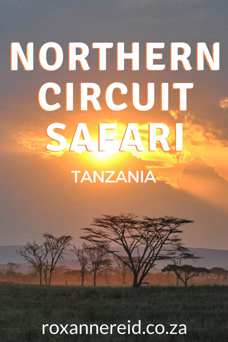 Planning your Northern Tanzania safari holidays? Find out what highlights of the Northern Circuit not to miss, like a Serengeti National Park safari, the Great Wildebeest Migration, Lake Manyara National Park, Tarangire, Kilimanjaro trekking, Gombe Stream National Park, Ngorongoro Crater and meeting the Maasai. Also, discover the best time for safari in Tanzania and why to add on a Zanzibar safari or beach break. #GreatMigrationAfrica #Kilimanjarotrek #SerengetiSafari