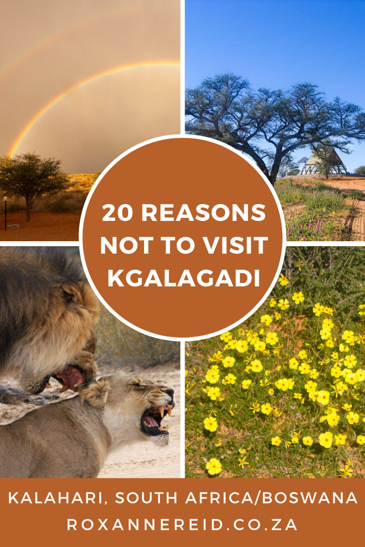 20 reasons not to visit the Kgalagadi Transfrontier Park in the Kalahari, Southern Africa #travel #safari #africa