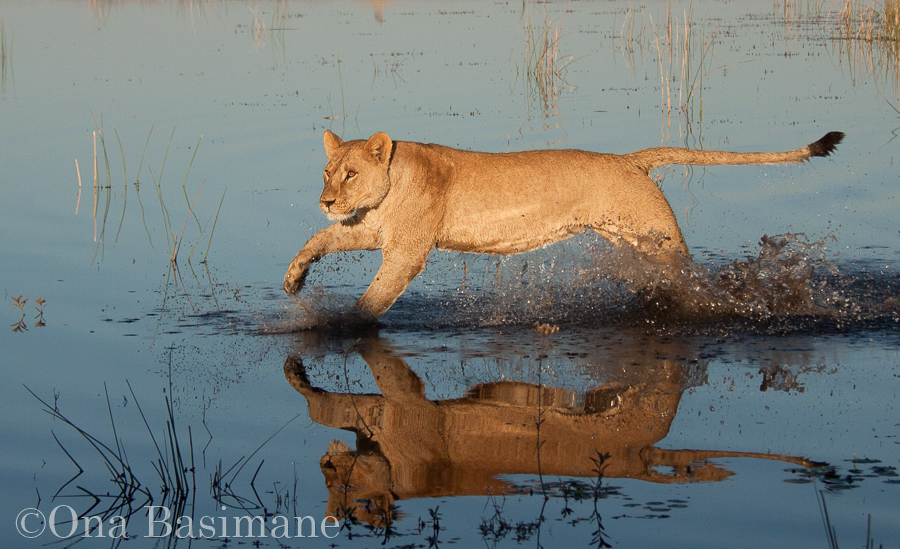 Lioness in the water
