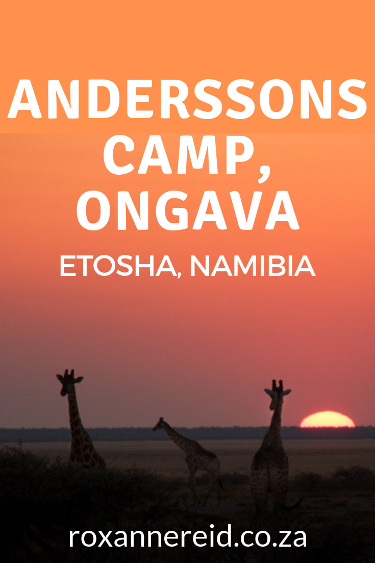 Love African safari holidays? Thinking of booking a safari to Etosha National Park? For your Namibian safari and Etosha accommodation, find out more about Anderssons Camp at Ongava Game Reserve, which shares a common boundary with Etosha. Go on game drives and nature walks, enjoy the in-camp waterhole and photographic hide, the swimming pool and star-gazing. #AnderssonsatOngava #Etoshaaccommodation #Namibiansafari