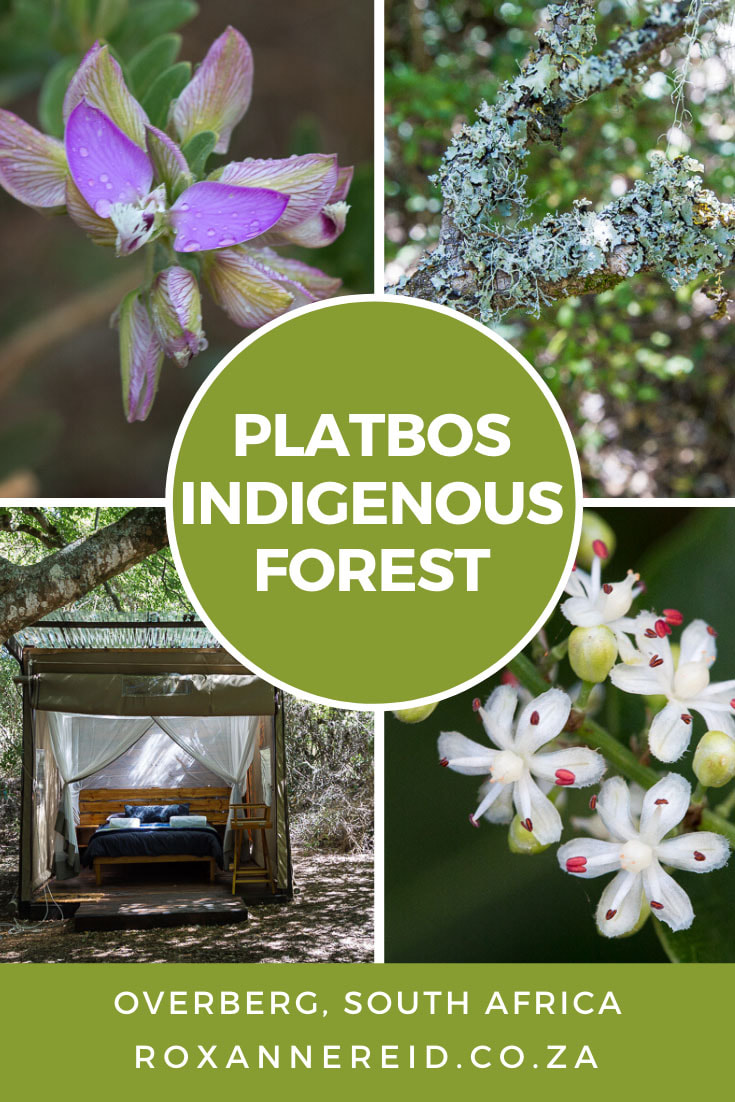 Platbos indigenous forest, Gansbaai, Overberg #SouthAfrica #travel