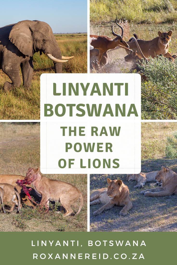 The raw power of lions on safari in the Linyanti, Botswana