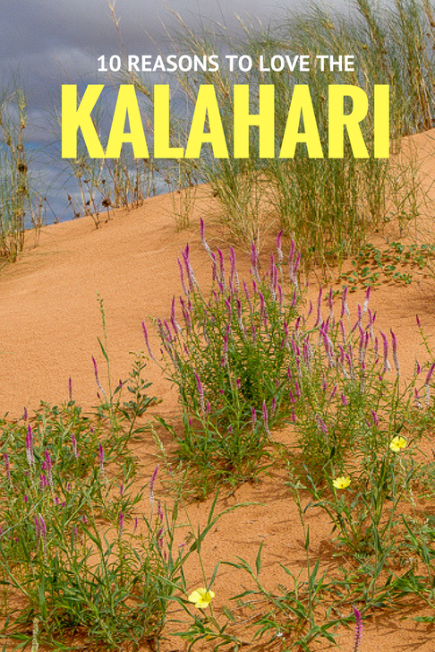 10 reasons to love the Kalahari #Kgalagadi #Kalahari #South Africa #Botswana #afritravel