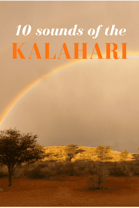 10 sounds of the Kalahari #safari #wildlife #Kalahari #Kgalagadi #Africa