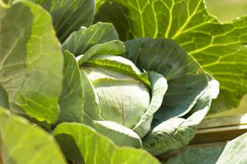 Cabbages, Sesheke, Zambia