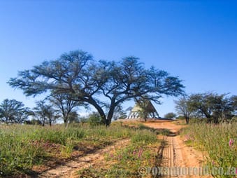 Kgalagadi Transfrontier Park, Botswana