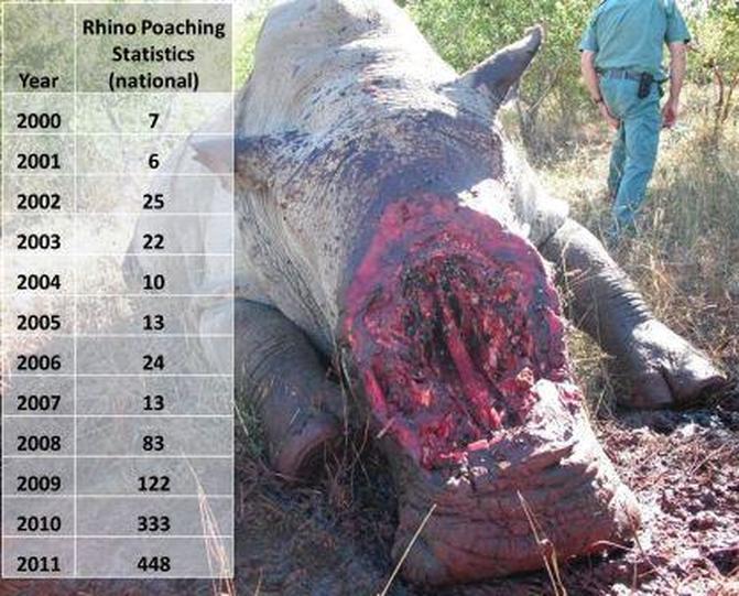 RHino poaching statistics to 2011