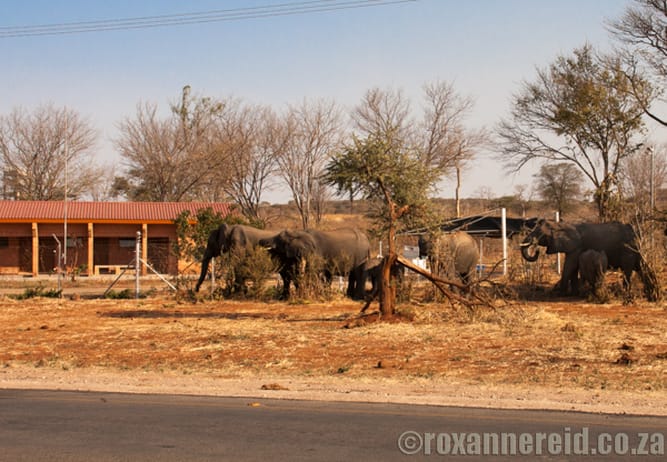 Elephants on the main road, Kasanae, Botswana