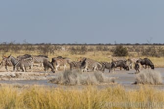 Zebra, Charitsaub waterhole, Etosha National Park, Namibia
