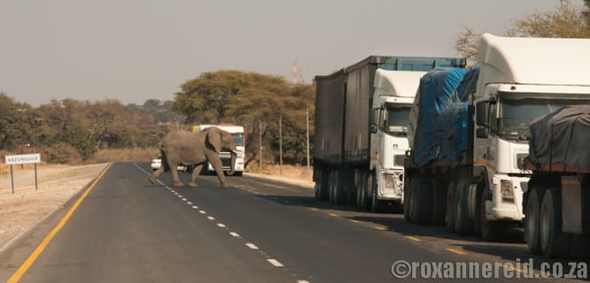 Elephants near the border at Kasane, Botswana