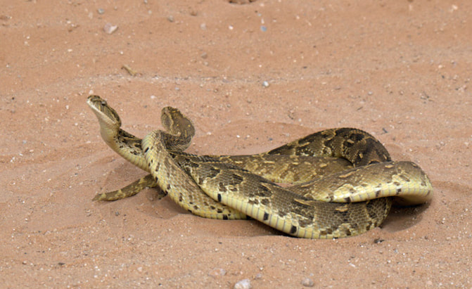 Puff adder snake, Kalahari