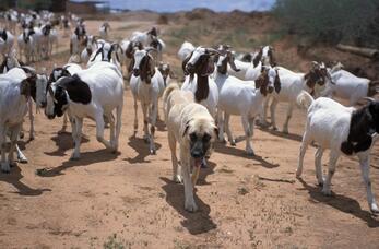 Anatolian shepherd dogs, Namaqualand