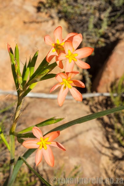 Flowers of the Karoo