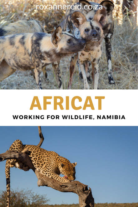AfriCat: working to conserve Namibia’s large carnivores #travel #wildlife #Namibia #Africa
