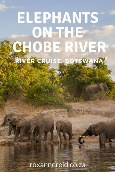 Elephant on a Chobe River cruise, Botswana #elephants #ChobeRiver #Botswana