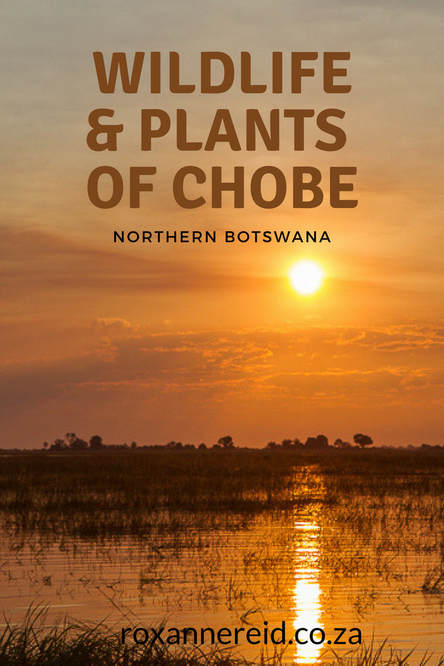 Wildlife & plants of Chobe, Northern Botswana #chobe #botswana #wildlife
