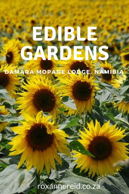 Edible gardens of Damara Mopane Lodge #Namibia #organic #travel #Africa