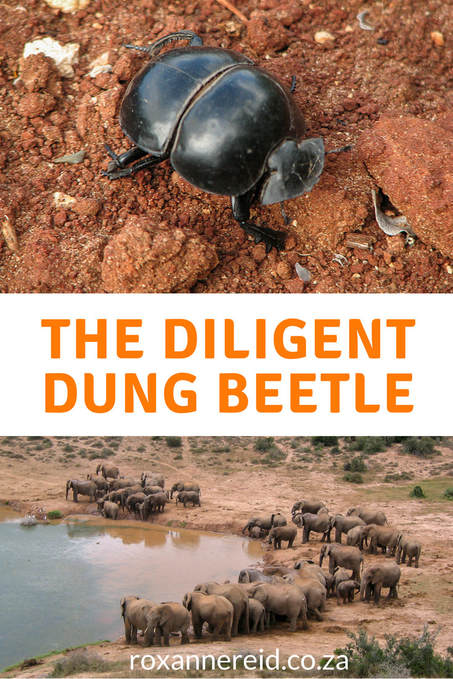 Find out why without dug beetles, national parks in Africa would be piled high with manure #safari #wildlife #Africa