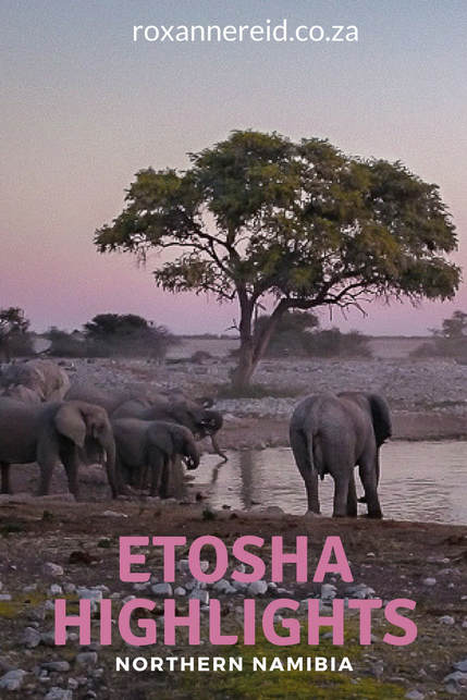  Highlights of Etosha and Okonjima, Namibia #safari #travel #Namibia #Africa