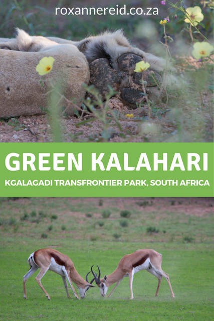 See the Kalahari desert of Kgalagadi Transfrontier Park burst into life #SouthAfrica #travel #safari