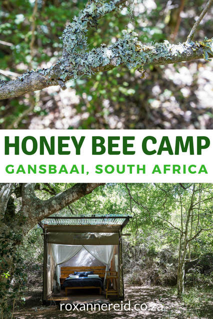 Why to stay at Honey Bee Camp, Gansbaai #SouthAfrica #travel #forest