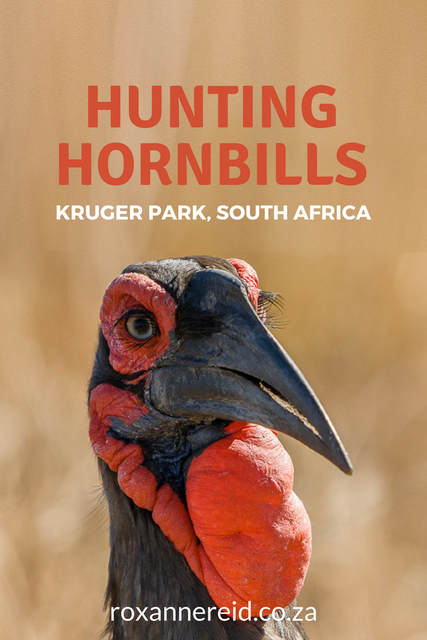 Hunting ground hornbills of Kruger National Park #SouthAfrica #birding #wildlife