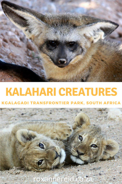 Kalahari creatures, Kgalagadi Transfrontier Park #SouthAfrica #travel #safari #wildlife