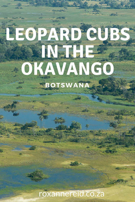 Leopard cub safari in the Okavango, Botswana #LeopardCubs #Botswana #Okavangao