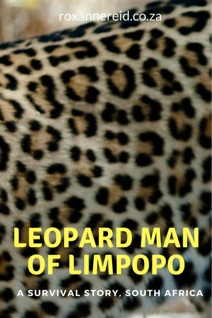 Surviving against the odds: the leopard man of Limpopo #SouthAfrica #wildlife #leopard