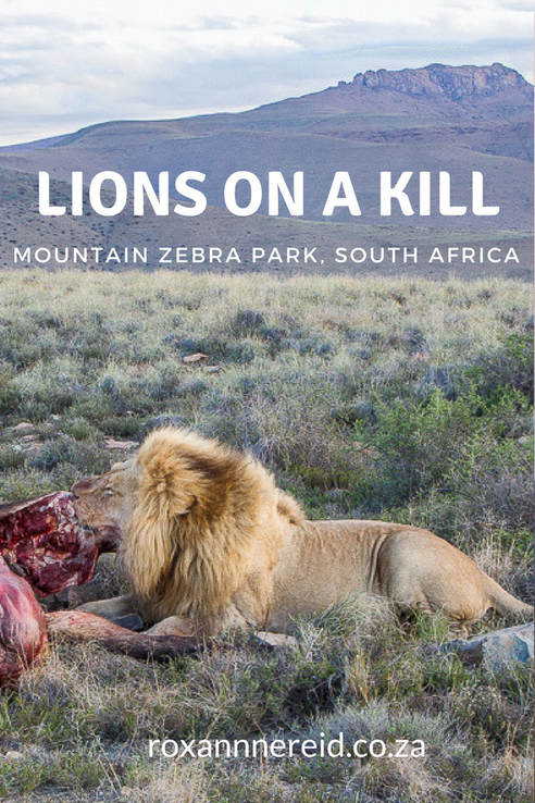 Lions on a kill, Mountain Zebra National Park, Karoo, South Africa #Lions #Karoo #SouthAfrica