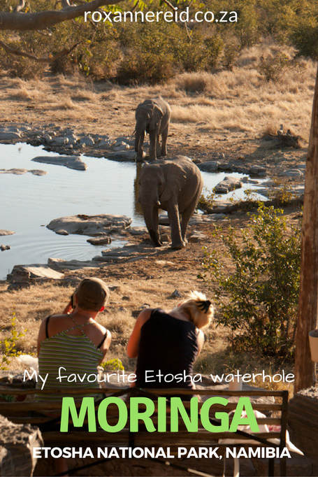 Moringa: my favourite waterhole at Etosha National Park #Namibia #travel #safari