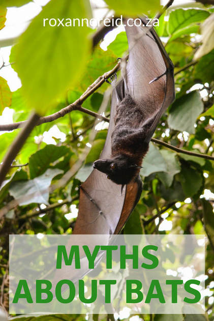 Myths about bats and why you shouldn't believe them #Africa #wildlife