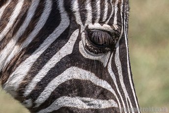 Zebra, lakes Naivasha and Nakuru, Kenya