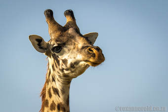 Giraffe, Little Governors Camp, Maasai Mara, Kenya