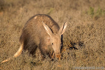 Aardvark, Samara Private Game Reserve, Graaff-Reinet, Eastern Cape Karoo